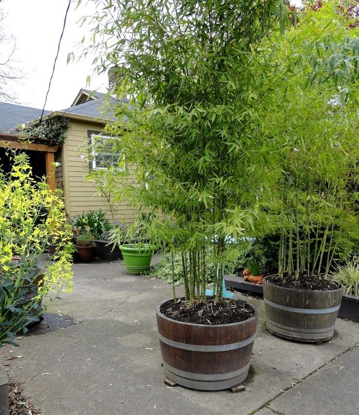 Bamboo in barrels. Grows quickly, adds privacy. Efective way to control any invasive plant, like bamboo.