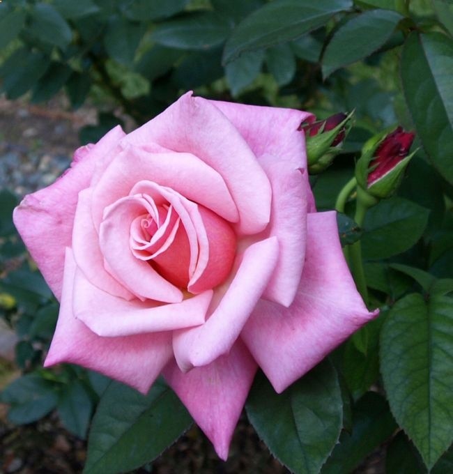 Our roses – First Prize