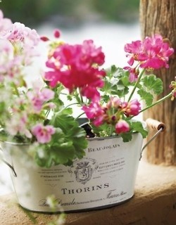 Pink geraniums in pretty metal container.