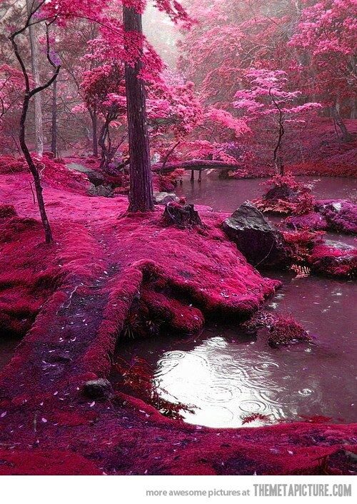Pink Forest, Ireland