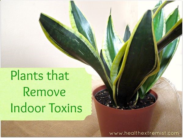 indoor plants that clean the air and remove toxins