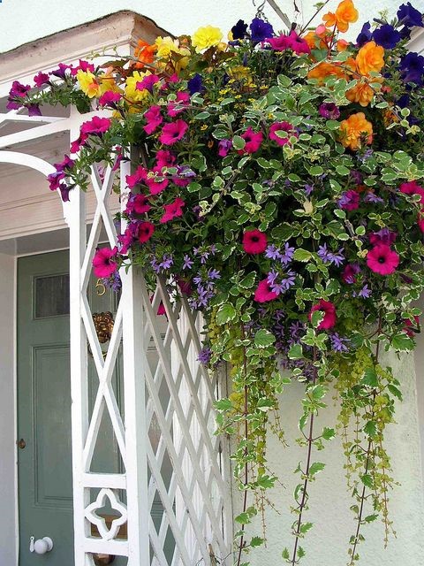 gorgeous hanging basket of flowers – these colors this year?