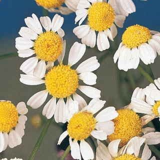 German Chamomile Seeds