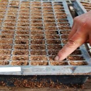 Seed-Starting Secrets of a Greenhouse Professional – Organic Gardening – MOTHER EARTH NEWS