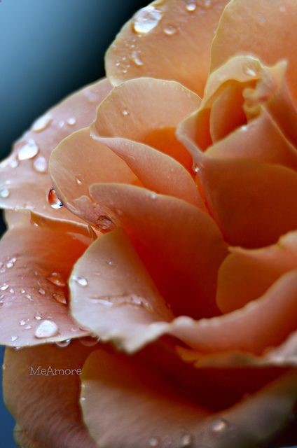 Rose after the Rain  Beautiful flowers :) garden gardening pretty cool fashion design flower