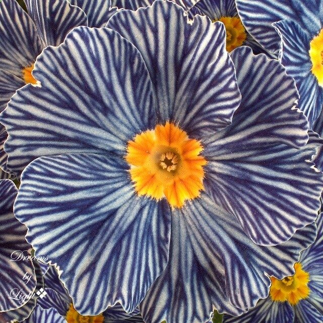 ~~ Zebra Blue  Primula by Light ~~