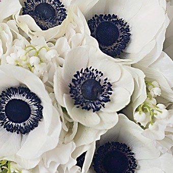 white poppies