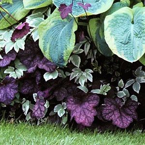 Heuchera Velvet Night Bright purple leaves add a touch of drama to hosta and snow-on-the-mountain.