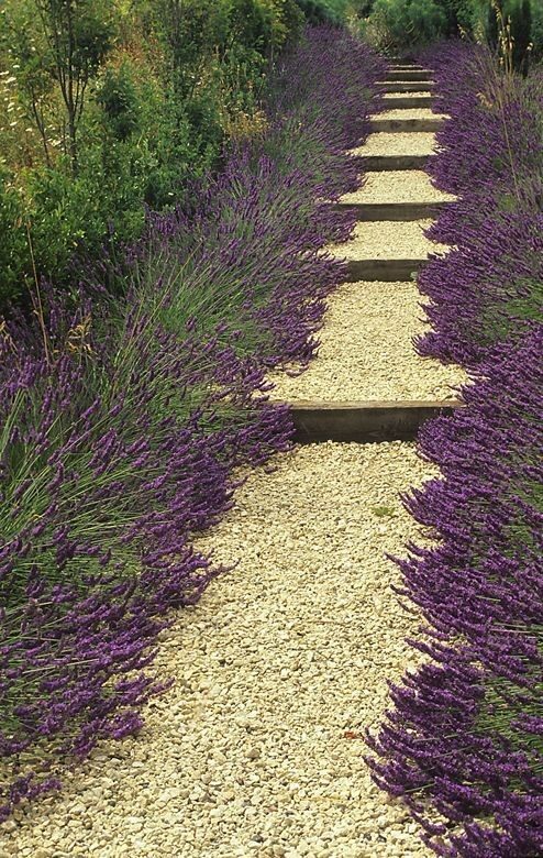 lavender lined steps feels like ho