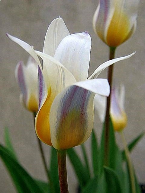 Waterlily Tulip (Tulipa Kaufmanniana)
