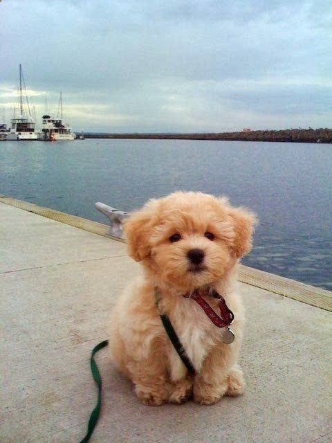 Oh my heart be still. Its called the teddy bear dog. Half shih-tzu and half bichon frise. ~ Cute puppy and dog