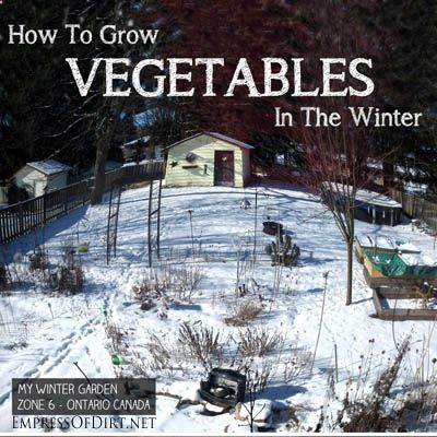 How to grow vegetables in the winter at empressofdirt.net/grow-vegetables-in-winter