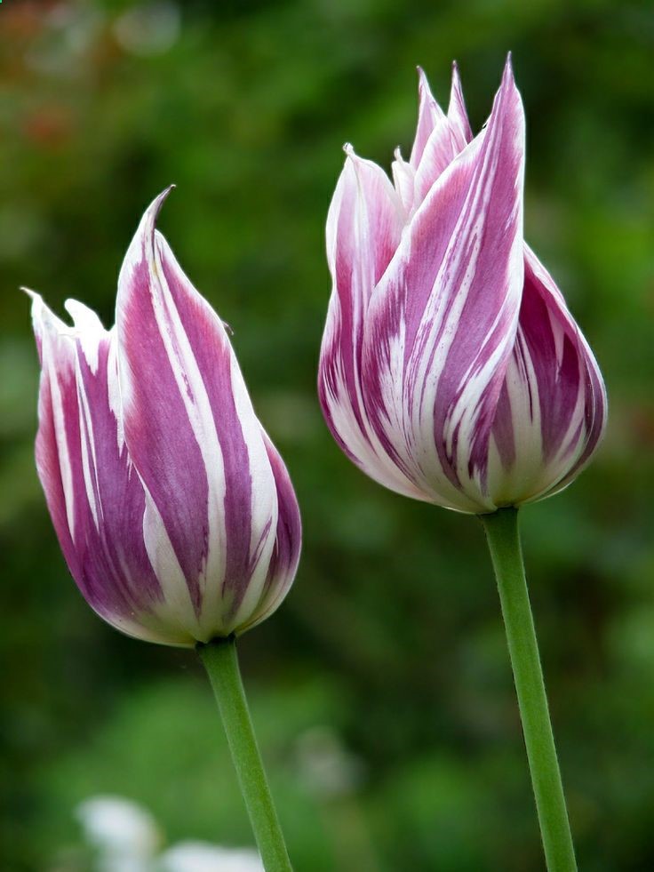 ~~Purple White Tulips by Andreas~~