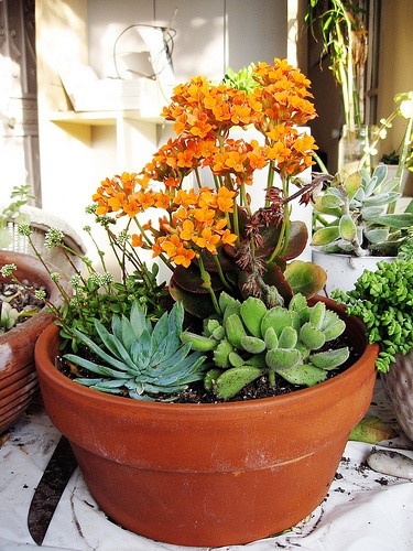 succulents in terracotta pot
