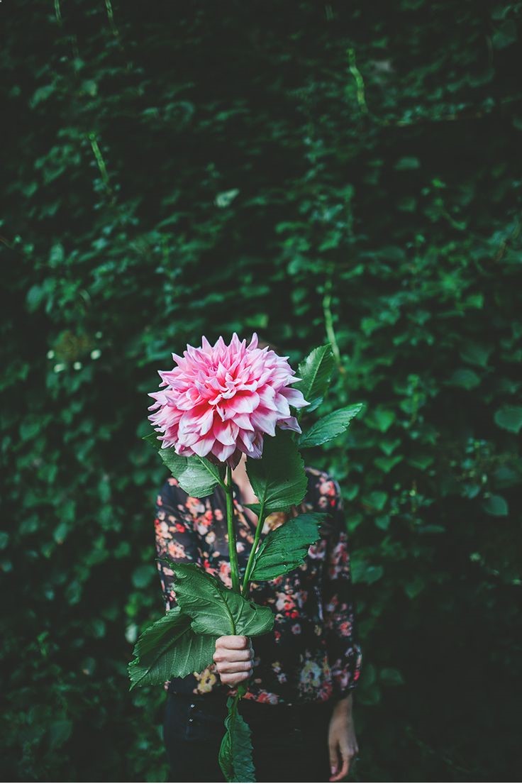Dinner plate dahlia, pink