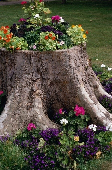 Forget stump grinding, plant a garden!