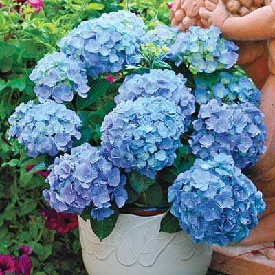 5 tips for growing Hydrangeas!