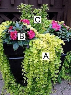 Container Flower Gardening Ideas. Lots of different flower combos…and they show you how to arrange the plants in your pot! So cool!