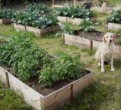 $10 Cedar Raised Garden Beds- DIY! #garden #raisedbed