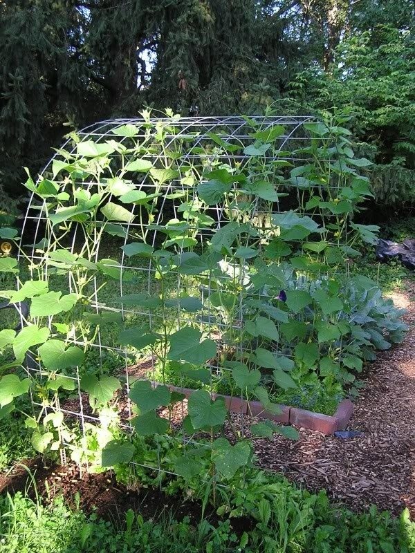 Cucumber Trellis (pics) – Vegetable Gardening Forum – GardenWeb This wide trellis discourages the worms, makes finding and picking easier and adds a lovely shade spot below for time out in the garden!
