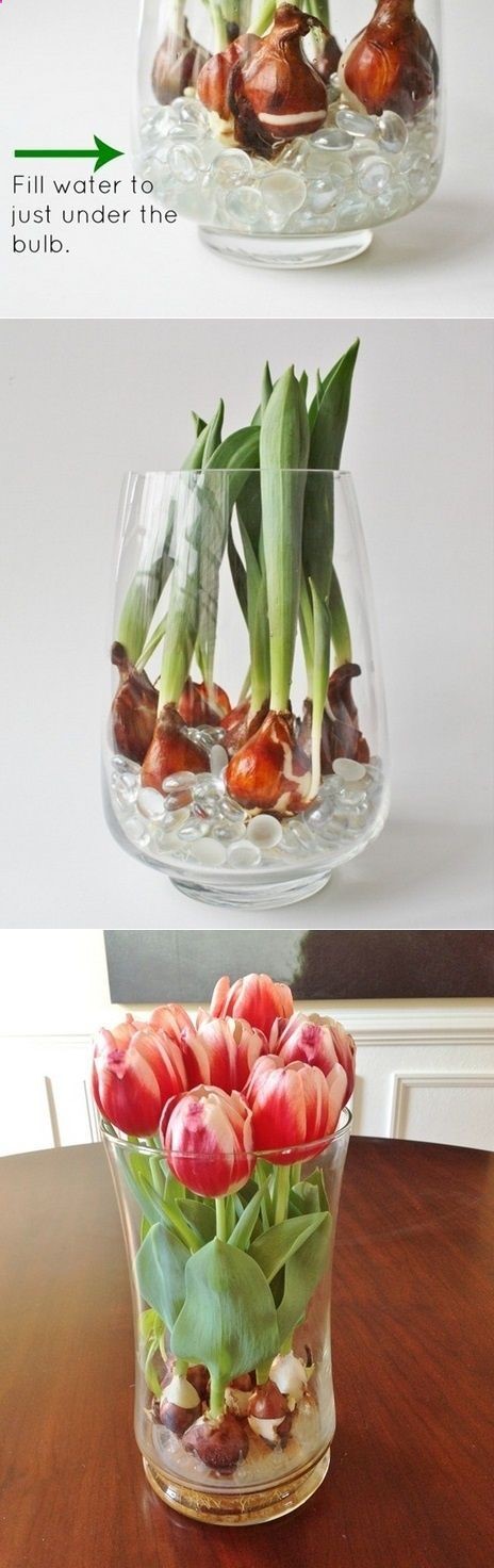 DIY year round indoor tulips