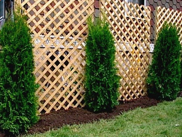 A lattice fence and arborvitae provide an attractive low-cost solution. Shown here is the Eastern arborvitae (Thuija occidentalis), which will eventually grow to about 20 to 30 feet high and 10 to 12 feet wide.