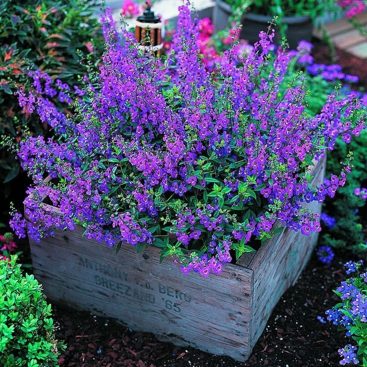 Angelonia -Its easy to grow and flowers profusely, great plant for our dry spells and heat. Not fussy about soil either. Butterflies love it!