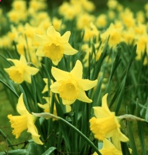 Daffodils are very heat tolerant plants that bloom in early spring and come back every year. Plant once … enjoy for many years to come!