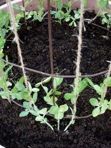 You can grow snap-style green peas in a container. These will climb twine that is attached to a wire cage, which will hold a tomato later. Y…