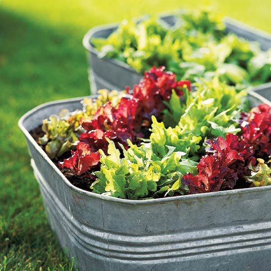 Galvanized tubs make great containers for #veggies and #annuals! Just drill holes in the base