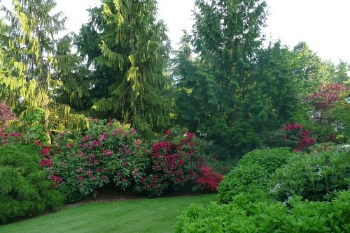 a naturalistic approach. Appreciate the architecture of your trees; encourage mossy rocks and ground covers to blanket the earth. Allow plants to grow to their full and inherent forms. Then give yourself a place where you can walk, contemplate and appreciate what you have. Here, the small section of green lawn is a soothing place of rest amidst the large conifers and broadleaf evergreens at its edge. Stunning!