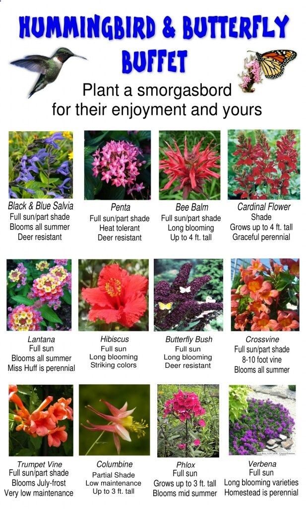 hummingbird butterfly buffet.from The Family Tree Garden Center page