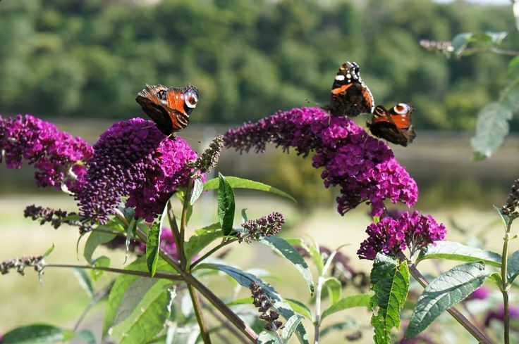 How To Propagate Butterfly Bushes From Cuttings, Seeds and Root Division