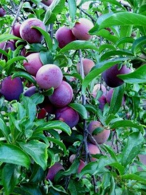 How To Take Care Of Plum Trees