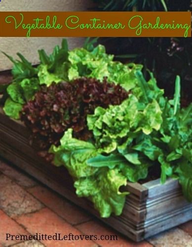 Vegetable Container Gardening – tips for growing vegetables in a planter. Includes planting guide for popular vegetables and container recommendations.