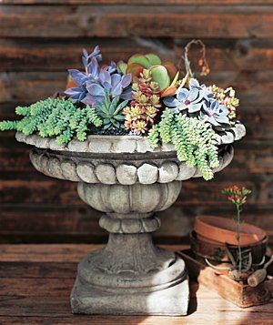 I just love succulents!!