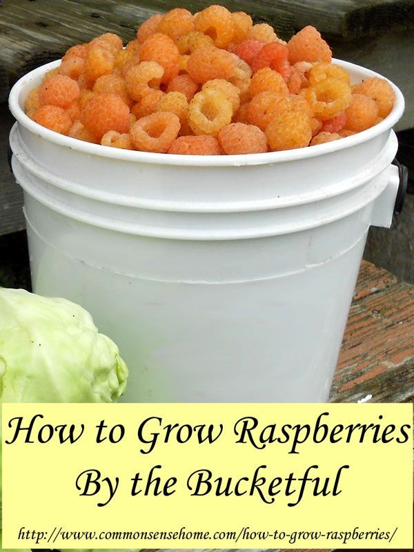 How to Grow Raspberries: Raspberry Growing Requirements – Soil, Location, Water, Mulch. Difference between Summer Bearing and Fall Bearing Raspberries.