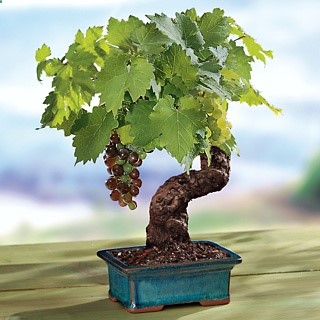 Cabernet Grape Bonsai, from Harry & David. Already 10 to 12 years old, this bonsai has the gnarly look and venerable character you’d expect to see only in an ancient hillside vineyard.