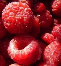 How to take care of raspberry bushes… I am so glad I found this.