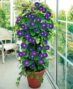 Container with morning glory