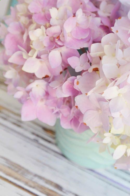 Hydrangeas