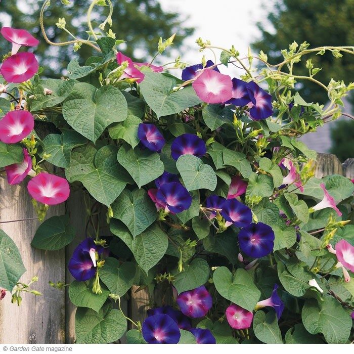 Morning glories for more blossoms, dont fertilize. Fertilizer produces more foliage and less blossoms.