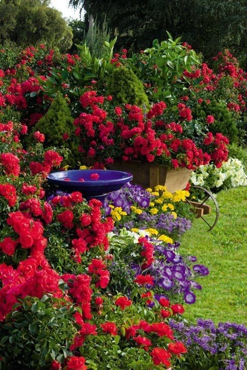 Flower Carpet Scarlet rose in cottage garden