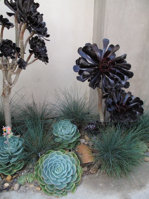 FOUNDATION DESIGN – LOS ANGELES MODERN LANDSCAPE DESIGN: dark fridays – aeonium arboreum zwartkop