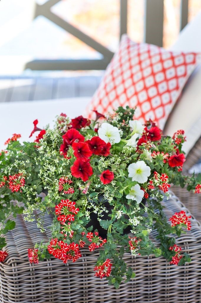 Tips for Perfect Potted Flowers ~ Southern Living Ready to Impress Container Gardens #diy #gardening