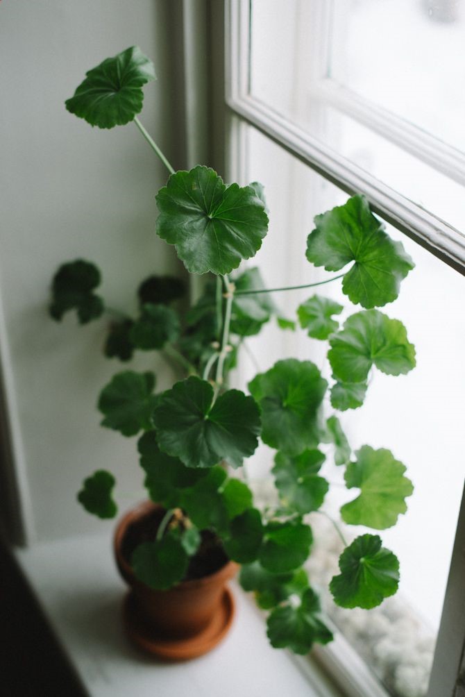 pelargonium.