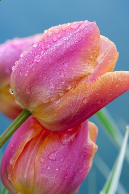Tulips are the most beautiful flowers on the planet to me!