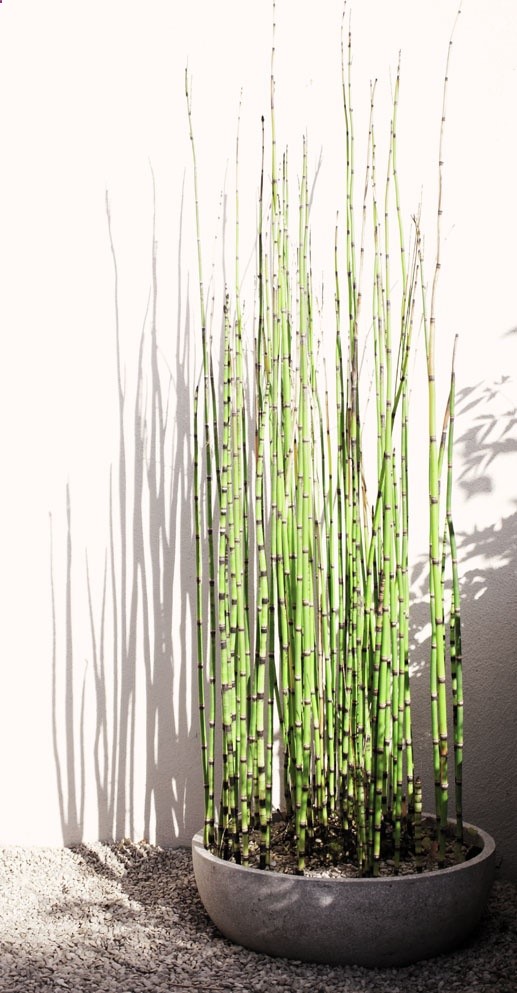 Equisetum japonicum