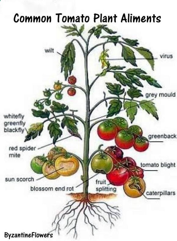 Common Tomato Plant Ailments and remedies. Also, companion planting! So helpful!