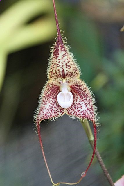 Fuzzy Monkey Face Orchid by Columbus GV Team: Taken on a Habitat for Humanity Global Village mission trip to Guayaquil, Ecuador in June 2008. #ColumbusGVTeam #Ecuador #Monkey_Face_Orchid